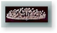 Sonja Tiara